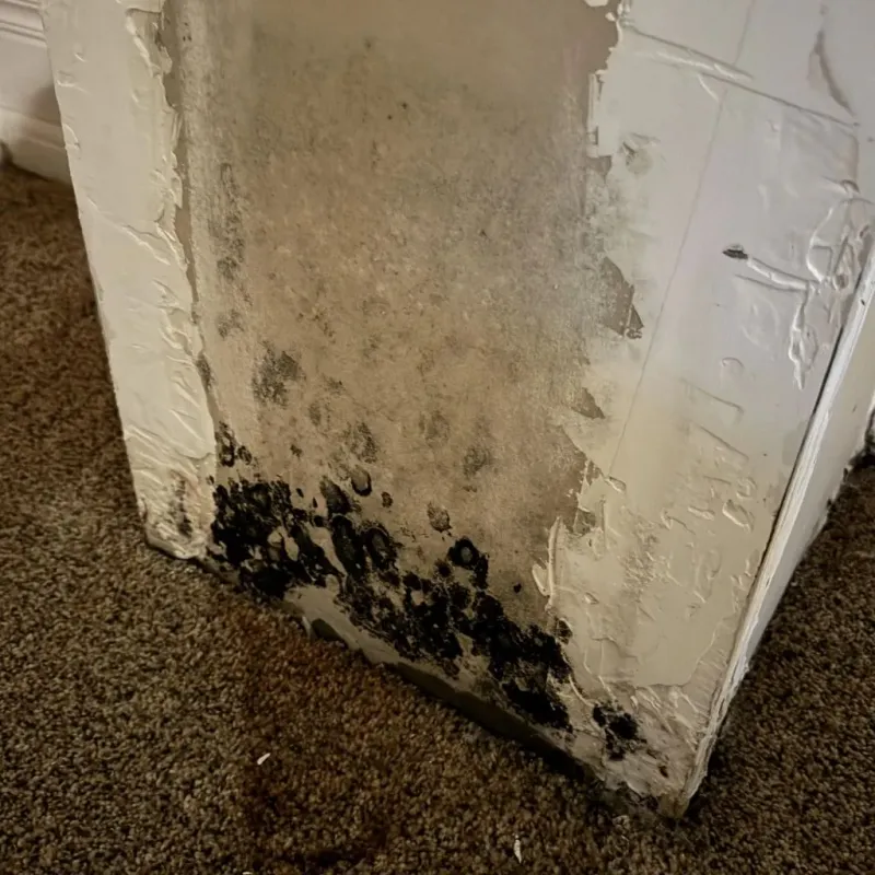 Professional Mold Removal in Belleville, IL